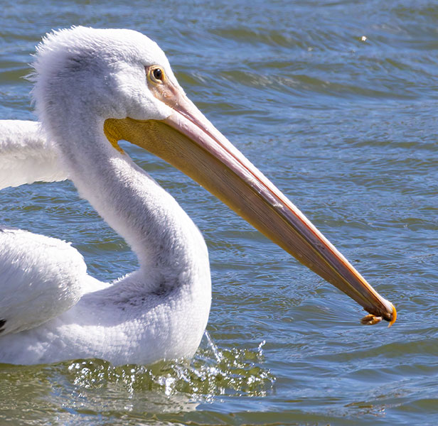 American White Pelican Pelecanus erythrorhynchos