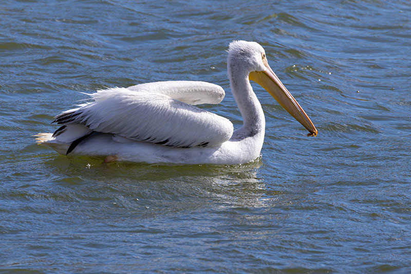 American White Pelican Pelecanus erythrorhynchos