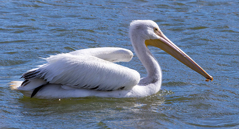 American White Pelican Pelecanus erythrorhynchos