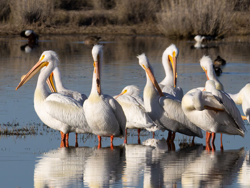 American White Pelican Pelecanus erythrorhynchos