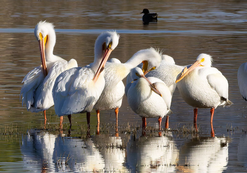 American White Pelican Pelecanus erythrorhynchos