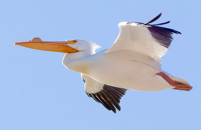 American White Pelican Pelecanus erythrorhynchos