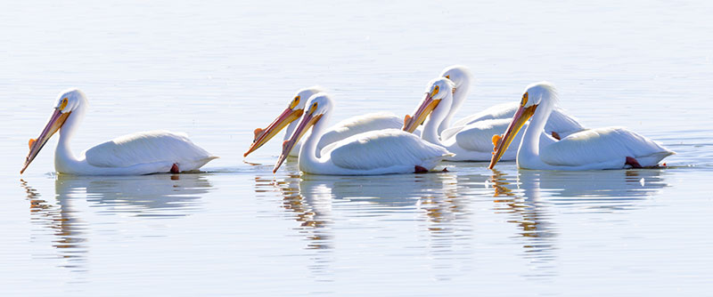 American White Pelican Pelecanus erythrorhynchos