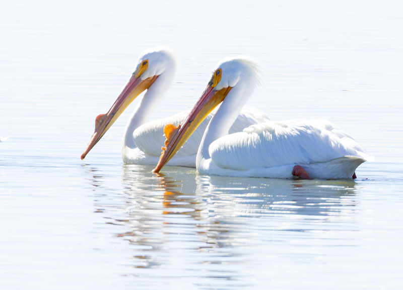 American White Pelican Pelecanus erythrorhynchos