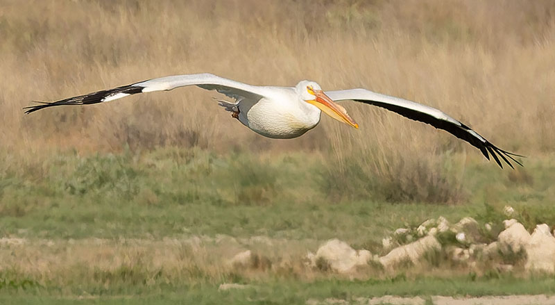 American White Pelican Pelecanus erythrorhynchos