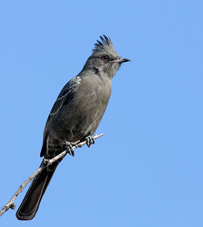 Phainopepla Phainopepla nitens female 