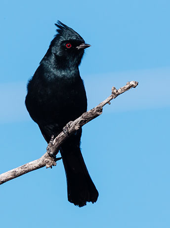 Phainopepla Phainopepla nitens male 