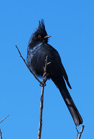 Phainopepla Phainopepla nitens male 