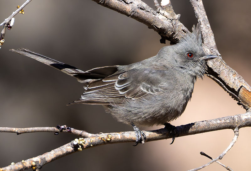 Phainopepla Phainopepla nitens male 