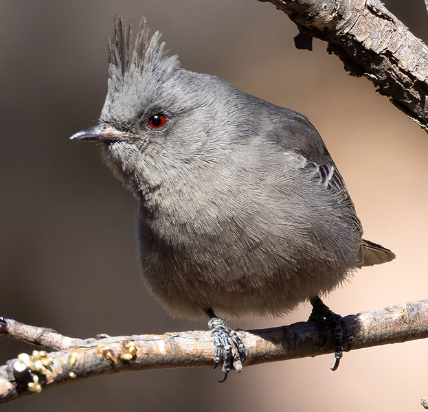 Phainopepla Phainopepla nitens male 