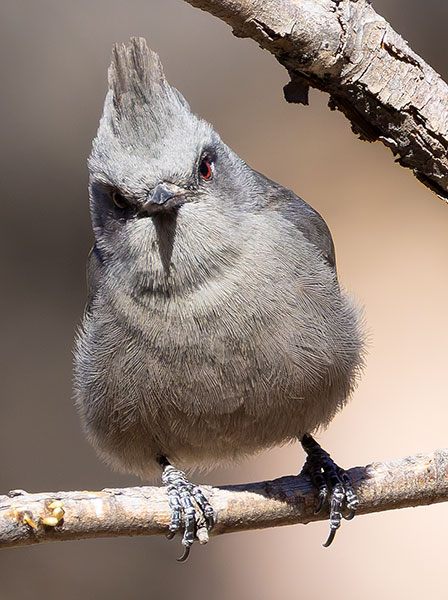 Phainopepla Phainopepla nitens male 