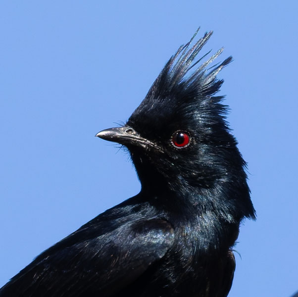 Phainopepla Phainopepla nitens male 