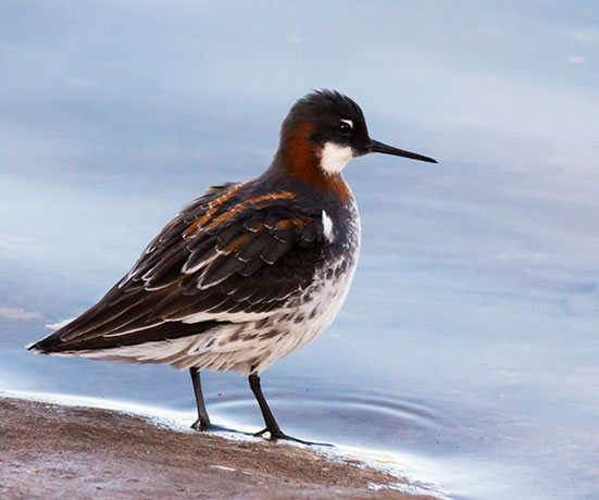 Red-necked Phalarope Phalaropus lobatus 