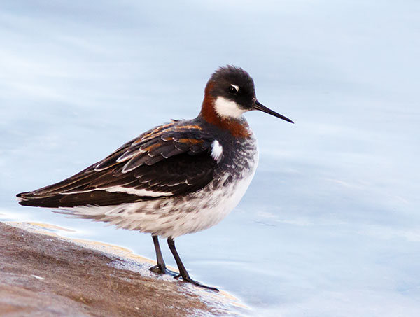 Red-necked Phalarope Phalaropus lobatus 