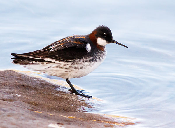 Red-necked Phalarope Phalaropus lobatus 