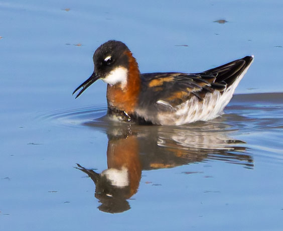 Red-necked Phalarope Phalaropus lobatus 