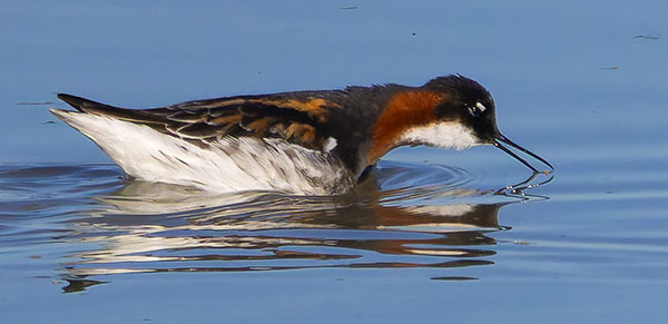Red-necked Phalarope Phalaropus lobatus 