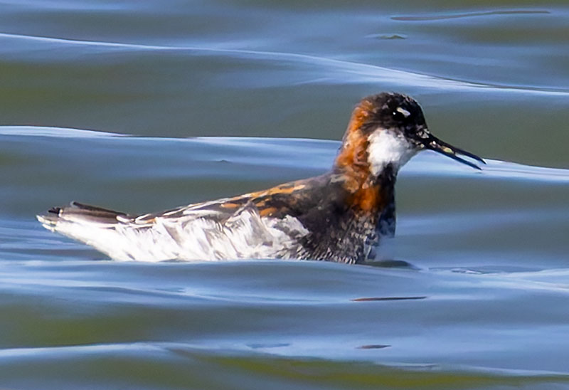 Red-necked Phalarope Phalaropus lobatus 