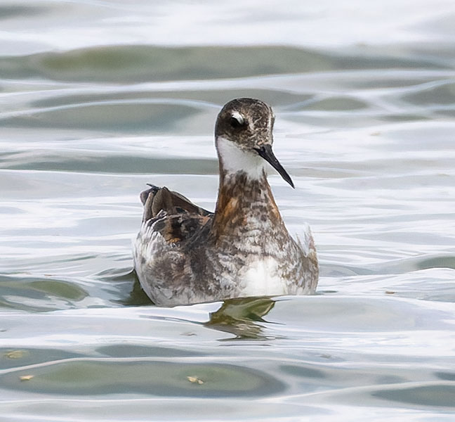 Red-necked Phalarope Phalaropus lobatus 