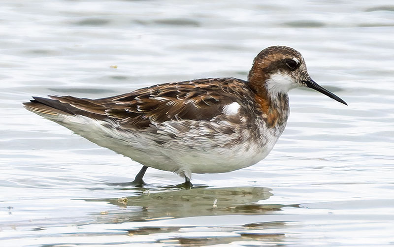 Red-necked Phalarope Phalaropus lobatus 