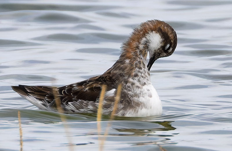 Red-necked Phalarope Phalaropus lobatus 