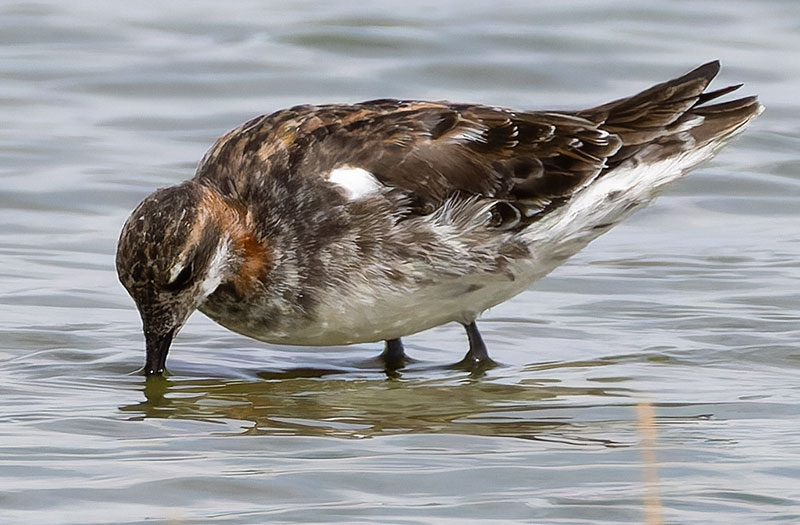 Red-necked Phalarope Phalaropus lobatus 