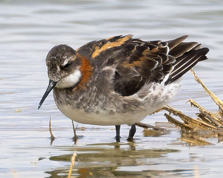 Red-necked Phalarope Phalaropus lobatus 