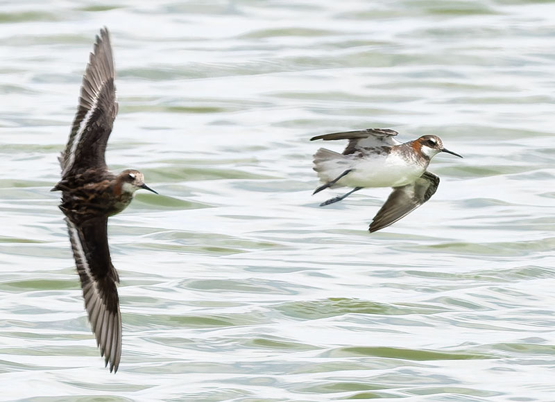 Red-necked Phalarope Phalaropus lobatus 