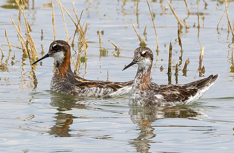 Red-necked Phalarope Phalaropus lobatus 