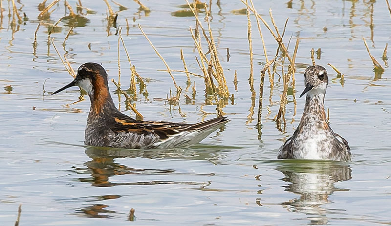 Red-necked Phalarope Phalaropus lobatus 