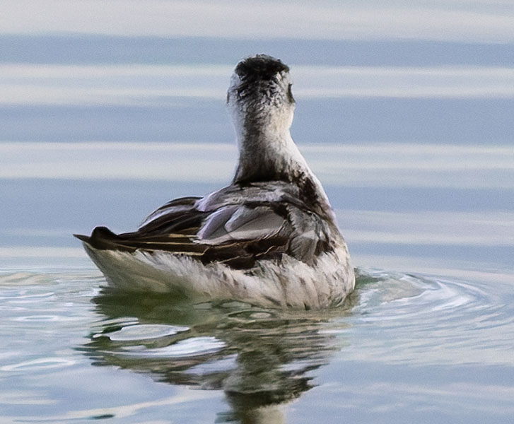 Red-necked Phalarope Phalaropus lobatus 