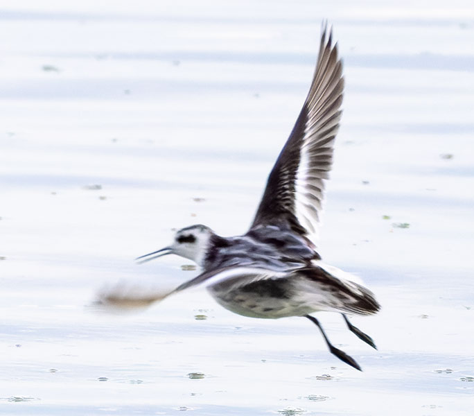 Red-necked Phalarope Phalaropus lobatus 