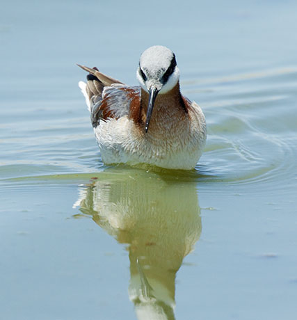 Wilson's Phalarope Phalaropus tricolor 