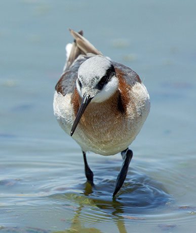 Wilson's Phalarope Phalaropus tricolor 