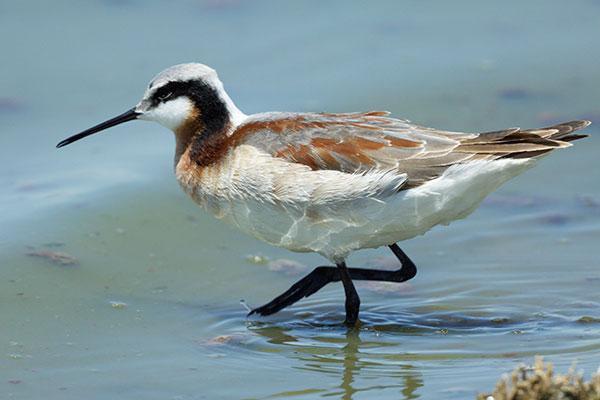 Wilson's Phalarope Phalaropus tricolor 