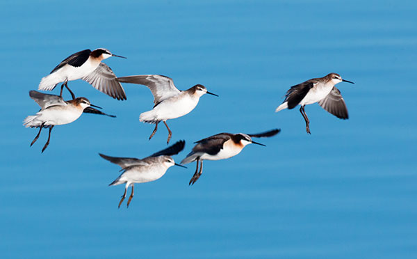 Wilson's Phalarope Phalaropus tricolor 