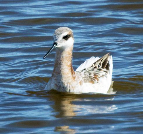 Wilson's Phalarope Phalaropus tricolor 