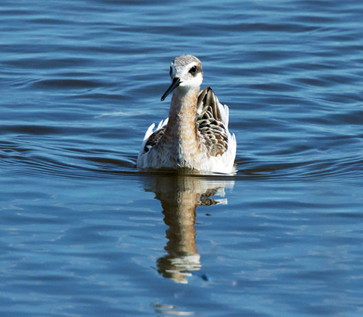 Wilson's Phalarope Phalaropus tricolor 