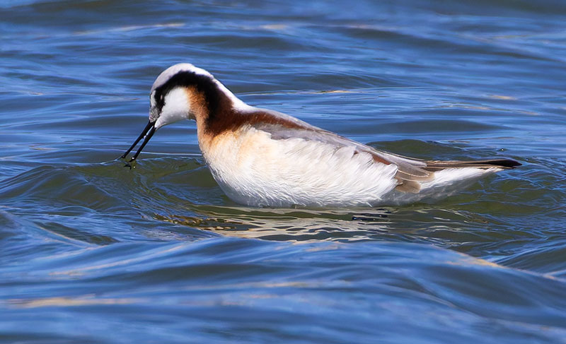Wilson's Phalarope Phalaropus tricolor 