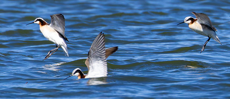 Wilson's Phalarope Phalaropus tricolor 