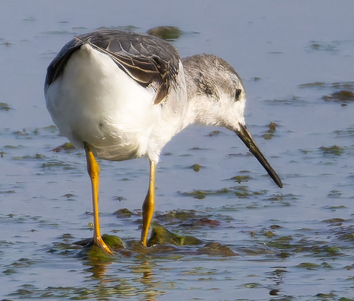 Wilson's Phalarope Phalaropus tricolor 