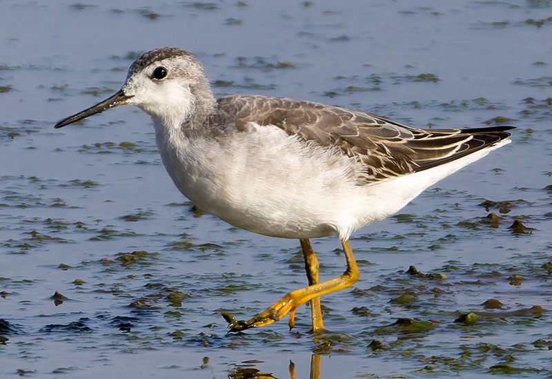 Wilson's Phalarope Phalaropus tricolor 