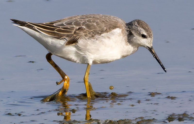Wilson's Phalarope Phalaropus tricolor 