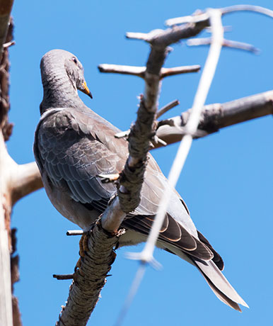 Band-tailed Pigeon Patagioenas fasciata