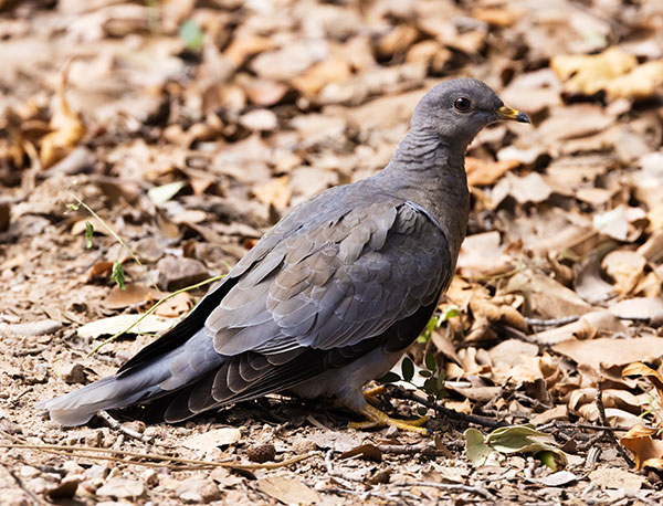 Band-tailed Pigeon Patagioenas fasciata