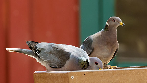 Band-tailed Pigeon Patagioenas fasciata