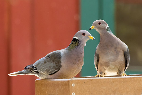 Band-tailed Pigeon Patagioenas fasciata