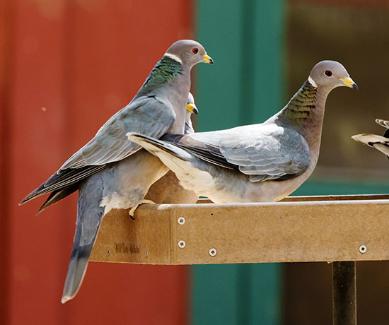 Band-tailed Pigeon Patagioenas fasciata