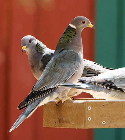 Band-tailed Pigeon Patagioenas fasciata