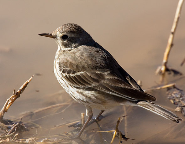 American Pipit Anthus rubescens